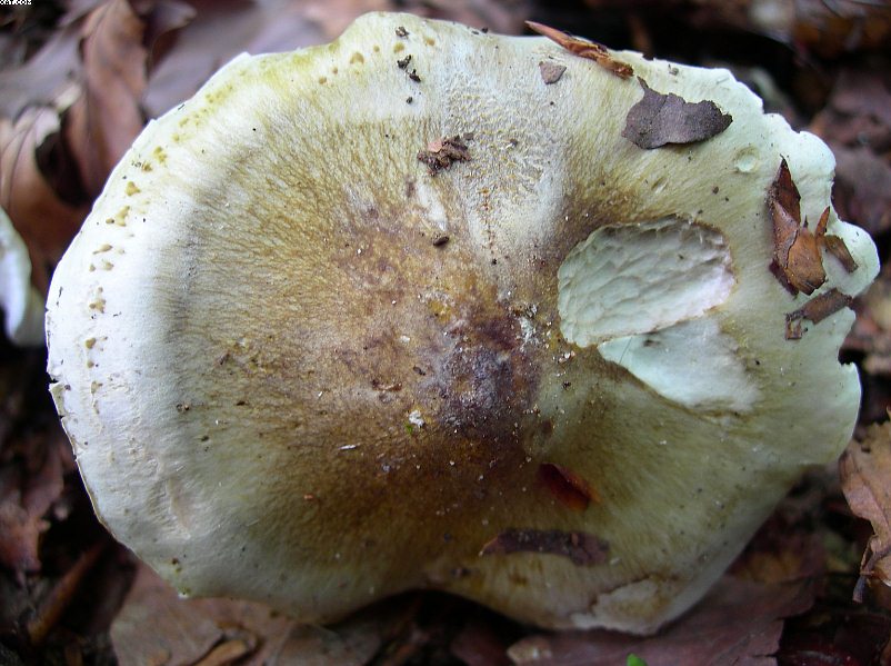FUNGHI MISTERIOSI